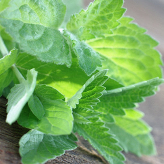 Close-up of fresh green eucalyptus and mint leaves on a rustic wooden surface – White Oak Ambience soy candle and scented wax melt for refreshing, long-lasting fragrance.