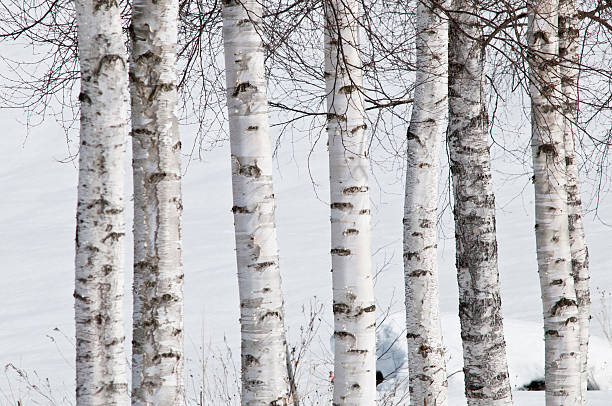 White Oak Ambience soy candle inspired by birch trees with white bark against a snowy background – artisanal scented candle and scented wax melt made from natural soy wax for a long-lasting fragrance.
