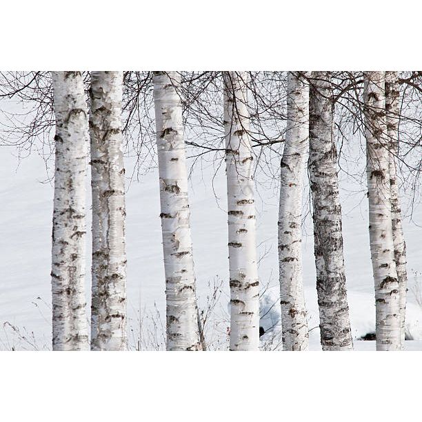 White Oak Ambience soy candle inspired by birch trees with white bark against a snowy background – artisanal scented candle and scented wax melt made from natural soy wax for a long-lasting fragrance.