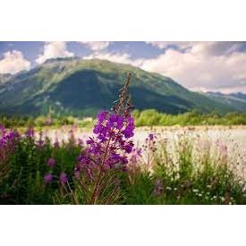 Lilac Meadows Wax Melt - White Oak Ambience
