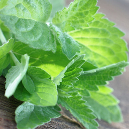 Close-up of fresh green eucalyptus and mint leaves on a rustic wooden surface – White Oak Ambience soy candle and scented wax melt for refreshing, long-lasting fragrance.