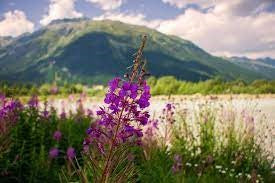 Delicate lilac wildflowers blooming in a sunlit meadow with distant mountains – White Oak Ambience soy candle and scented wax melt for a floral, long-lasting fragrance.